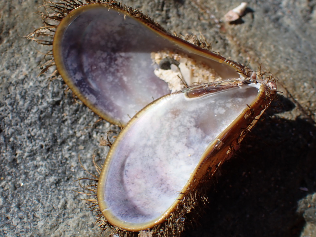 Hairy Mussel from Bare Bluff, New South Wales, Australia on August 10