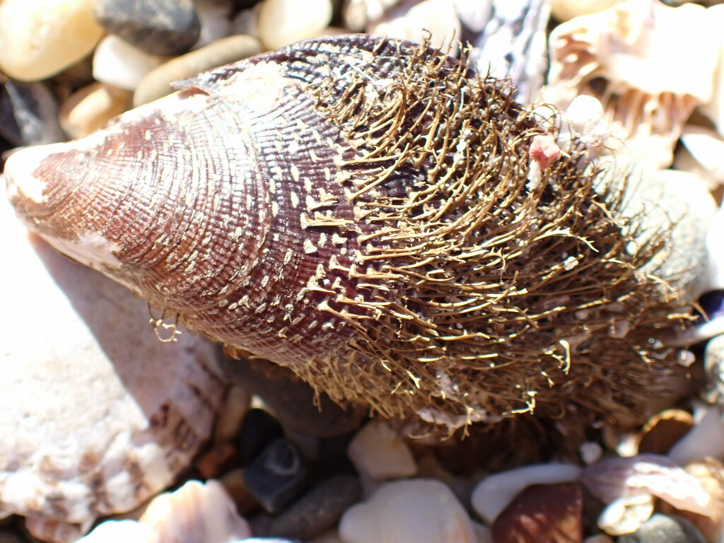Hairy Mussel from Bare Bluff, New South Wales, Australia on August 10
