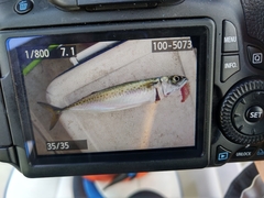 Scomber australasicus