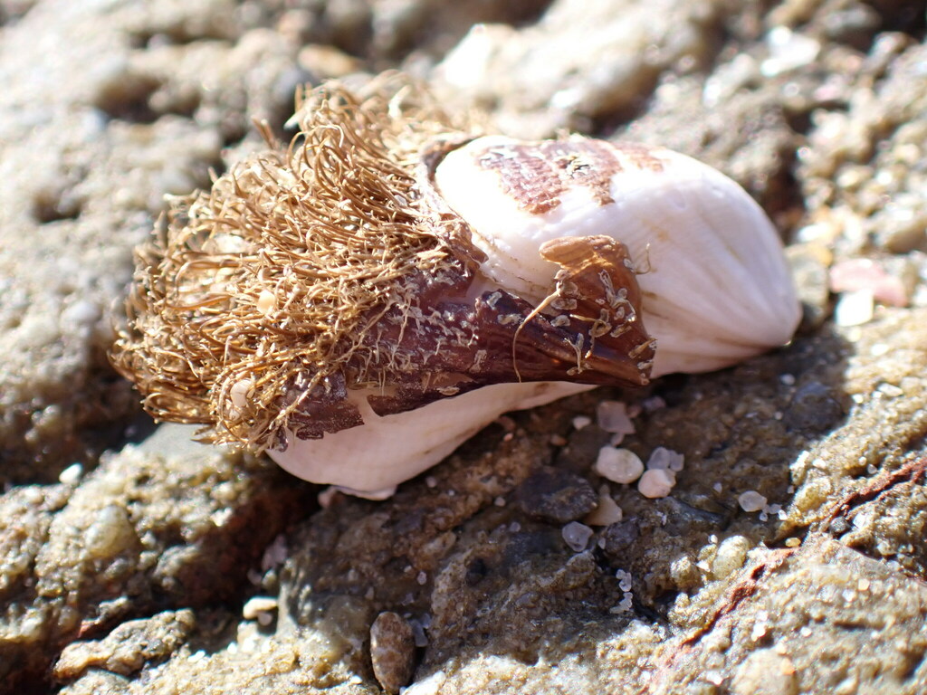 Hairy Mussel from Bare Bluff, New South Wales, Australia on August 10, 2023 at 0336 PM by