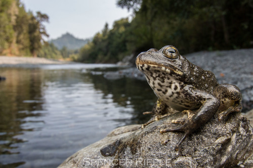 Foothill Yellow-legged Frog, United States, photo 7 of 10