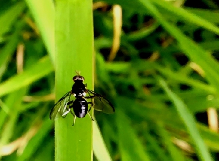 Bactrocera melanotus
