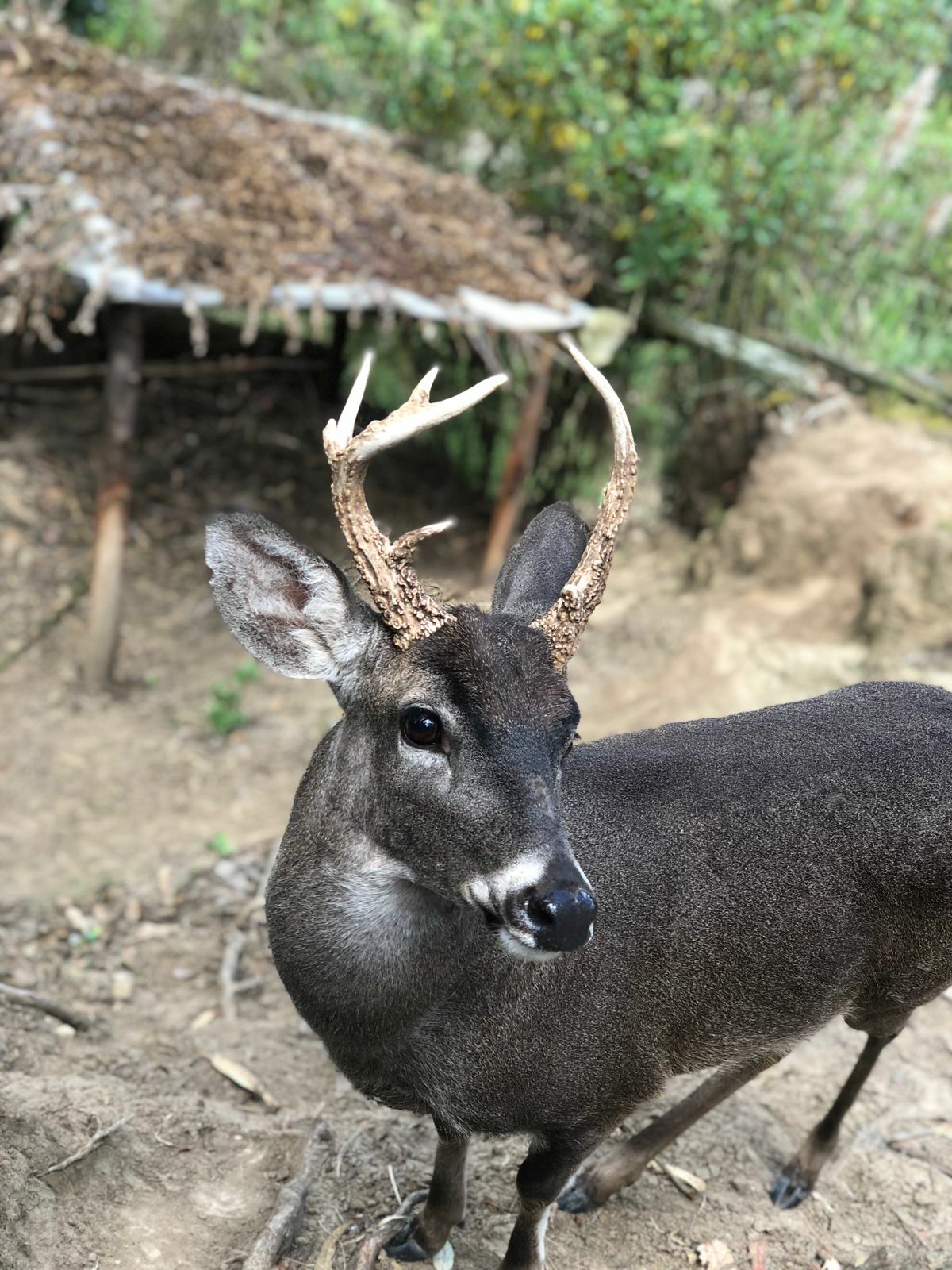 Odocoileus virginianus image