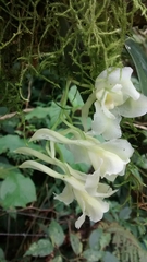 Rodriguezia granadensis