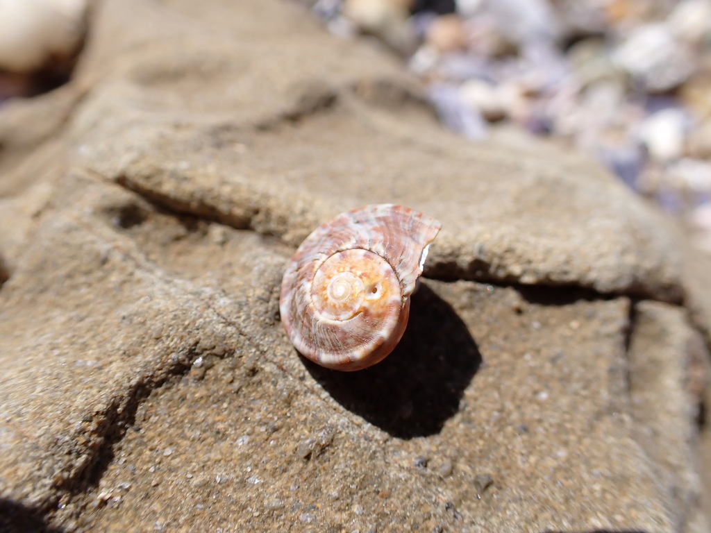 Sharp Turban Shell Rough turban shell from Bare Bluff, New South Wales, Australia on ...