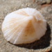 Cap-shaped False Limpet - Photo (c) drmattnimbs, some rights reserved (CC BY-NC), uploaded by drmattnimbs