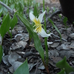 Erythronium multiscapideum