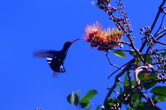 Cynanthus doubledayi