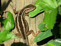 Liolaemus schroederi