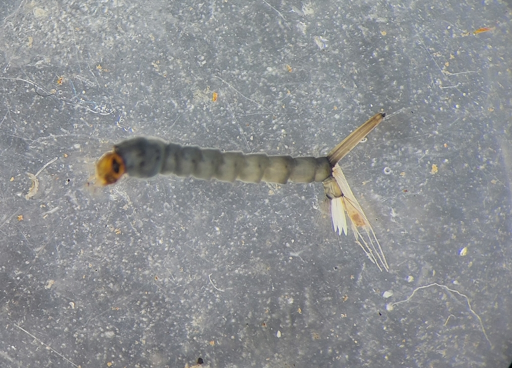 Culex torrentium