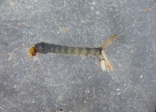 Culex torrentium