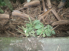 Peperomia sanjoseana