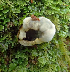 Rossbeevera pachydermis