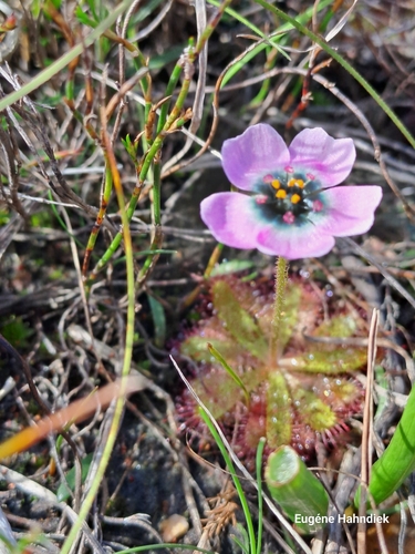Image of Drosera zeyheri by (c) Eugene Hahndiek, some rights reserved (CC BY-SA)