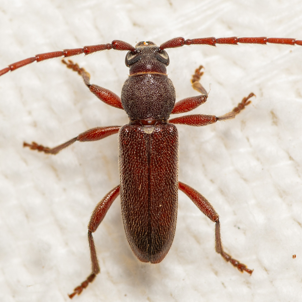 Anelaphus moestus