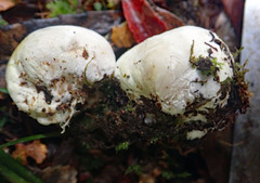 Rossbeevera pachydermis