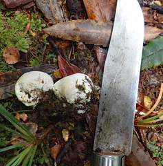 Rossbeevera pachydermis