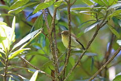 New Guinea Thornbill photo 1