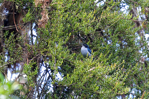 Melanocharis versteri