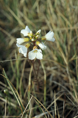 Cardamine polemonioides