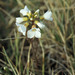 Cardamine pratensis polemonioides - Photo (c) springlake1, algunos derechos reservados (CC BY-NC), uploaded by springlake1