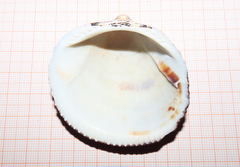 Glycymeris nummaria