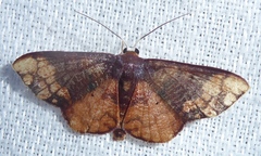 Metallaxis semipurpurascens