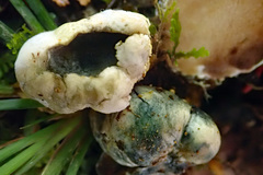 Rossbeevera pachydermis