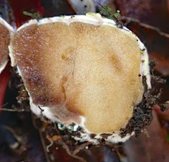 Rossbeevera pachydermis