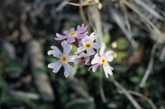 Primula borealis