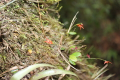 Lepanthes × stenosepala