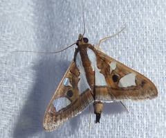 Glyphodes bivitralis