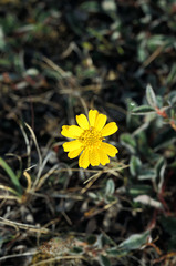 Tephroseris frigida