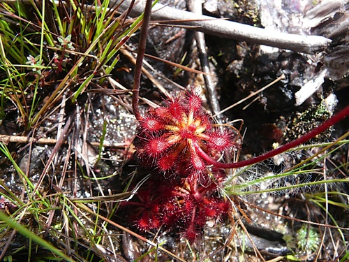 Drosera roraimae (Drosera roraimae)