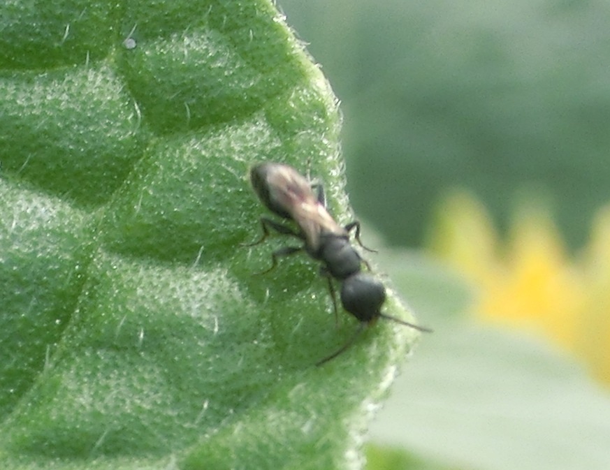 Disepyris from 台灣雲林縣 on August 9, 2023 at 03:30 PM by r88621108 ...