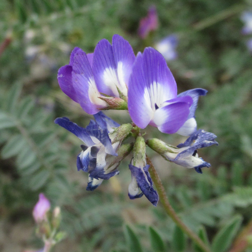 Astragalus emoryanus var. emoryanus