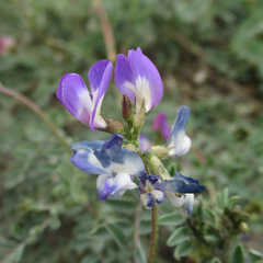 Astragalus emoryanus emoryanus