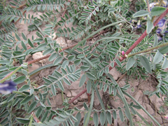 Astragalus emoryanus emoryanus