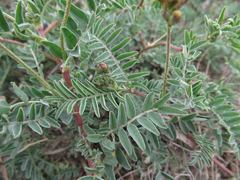 Astragalus emoryanus emoryanus