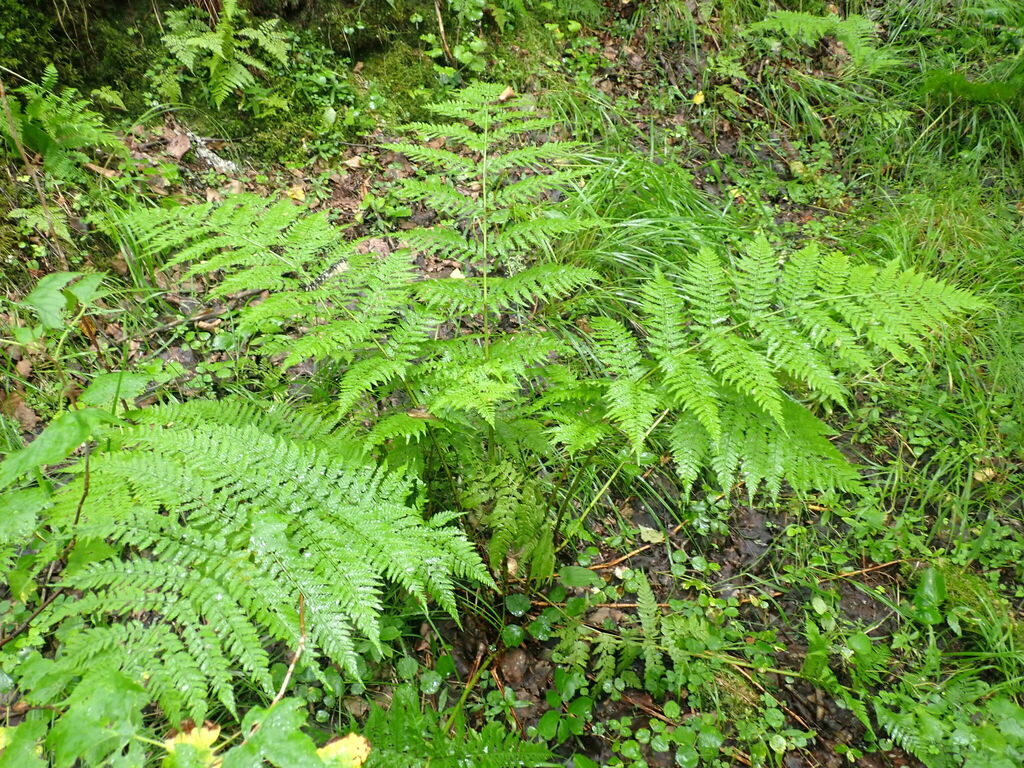 spreading wood fern from Слюдянский р-н, Иркутская обл., Россия on ...