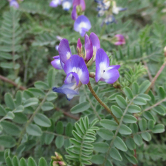 Astragalus emoryanus emoryanus