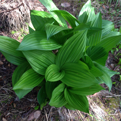 Veratrum fimbriatum