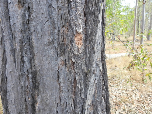 Image of Eucalyptus siderophloia by (c) Scott W. Gavins, some rights reserved (CC BY)