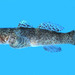 Cheekscaled Frillgoby - Photo (c) FishWise Professional, some rights reserved (CC BY-NC-SA)