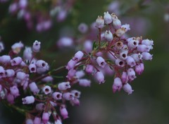 Erica verecunda
