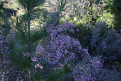 Erica verecunda