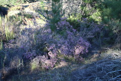 Erica verecunda