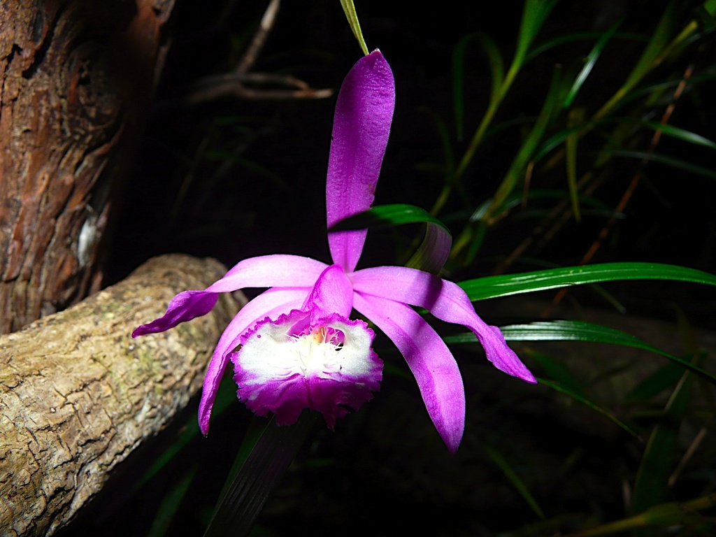 Sobralia stenophylla