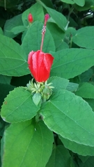 Malvaviscus arboreus arboreus