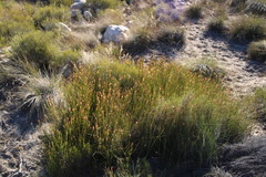 Willdenowia glomerata